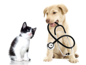 Real County Animal Rescue